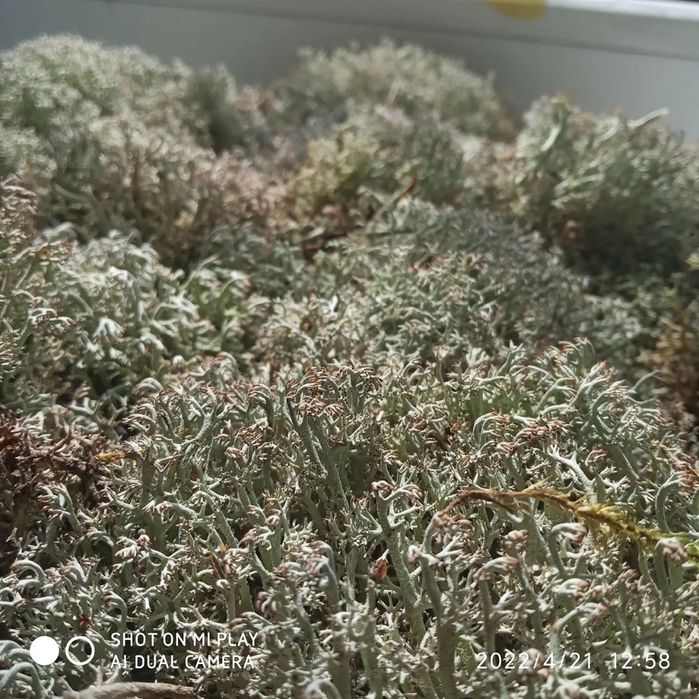 Ягель для улиток и растений