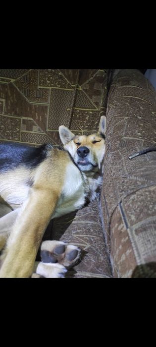 Пропав песик! Прошу повернути за винагороду!