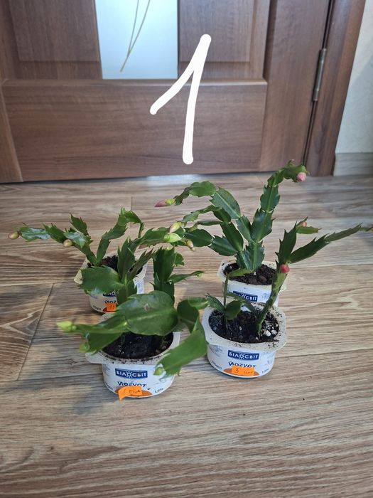 Квіти, шлюмбергера, різдвяник