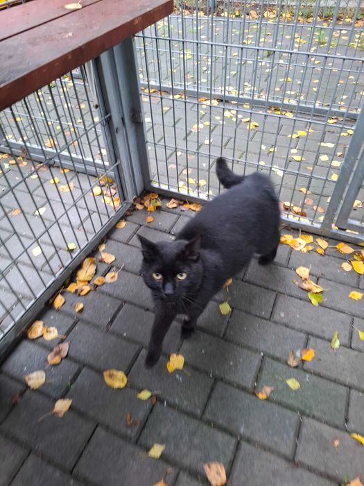 Dragon z częstochowskiego schroniska - piękny, dumny, bezdomny