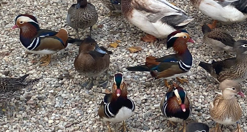 Kaczki ozdobne mandarynki kaczorki