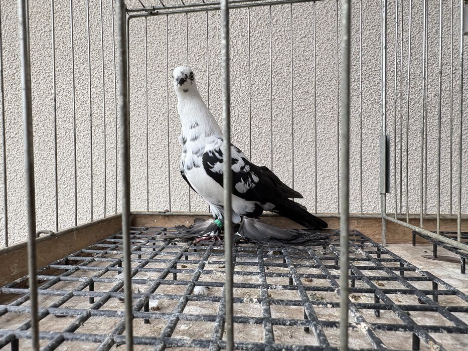 Motyle czarne gołębie ozdobne