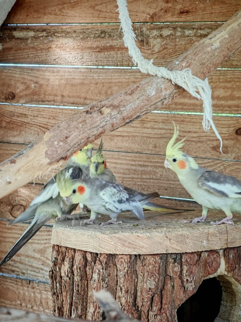 Nimfa mutacja Cinnamion Pied- Samica