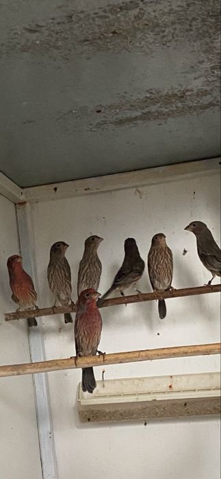 Carpodacos mexicanos