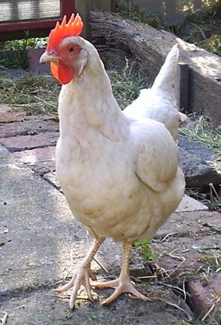 Леггорн Венгрия яйцо куриное для инкубации