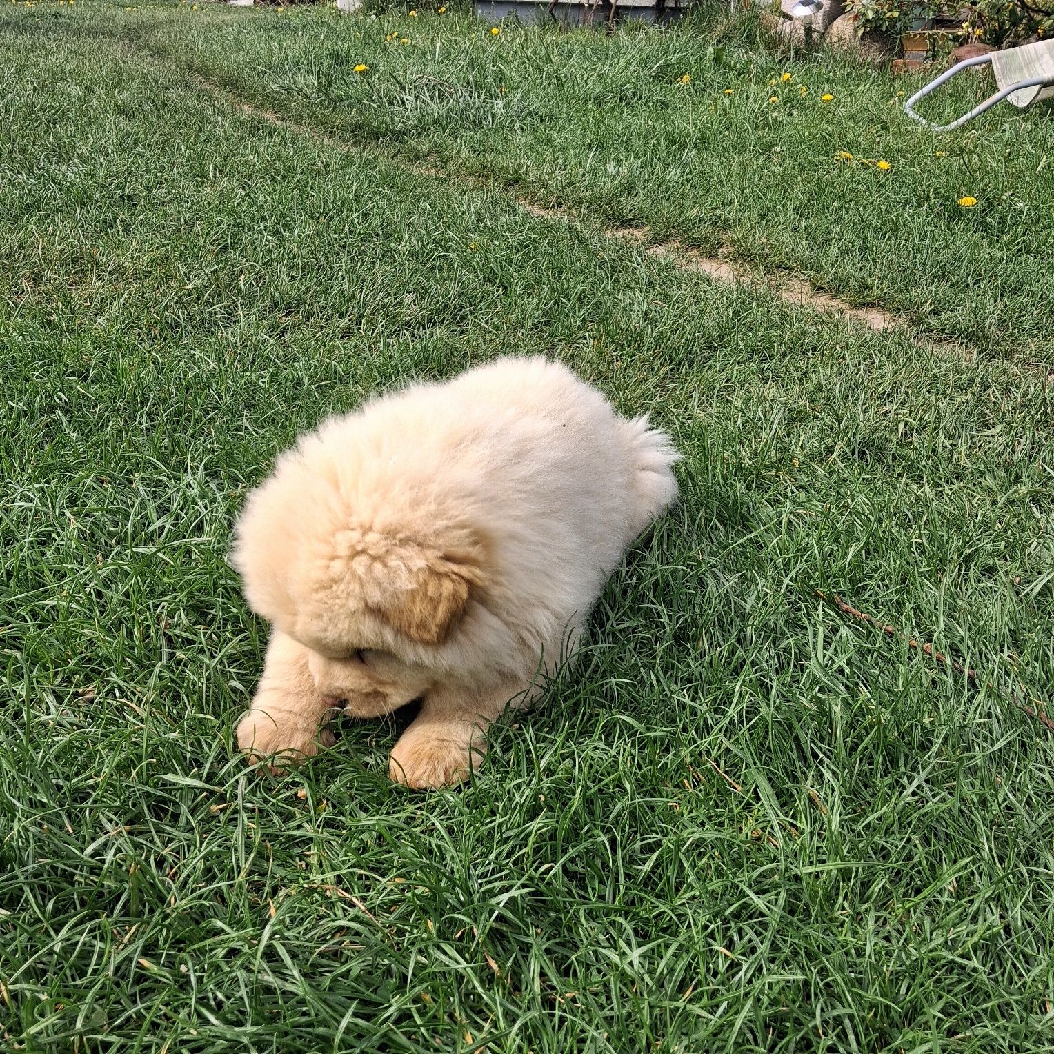 Chow chow miś z rodowodem