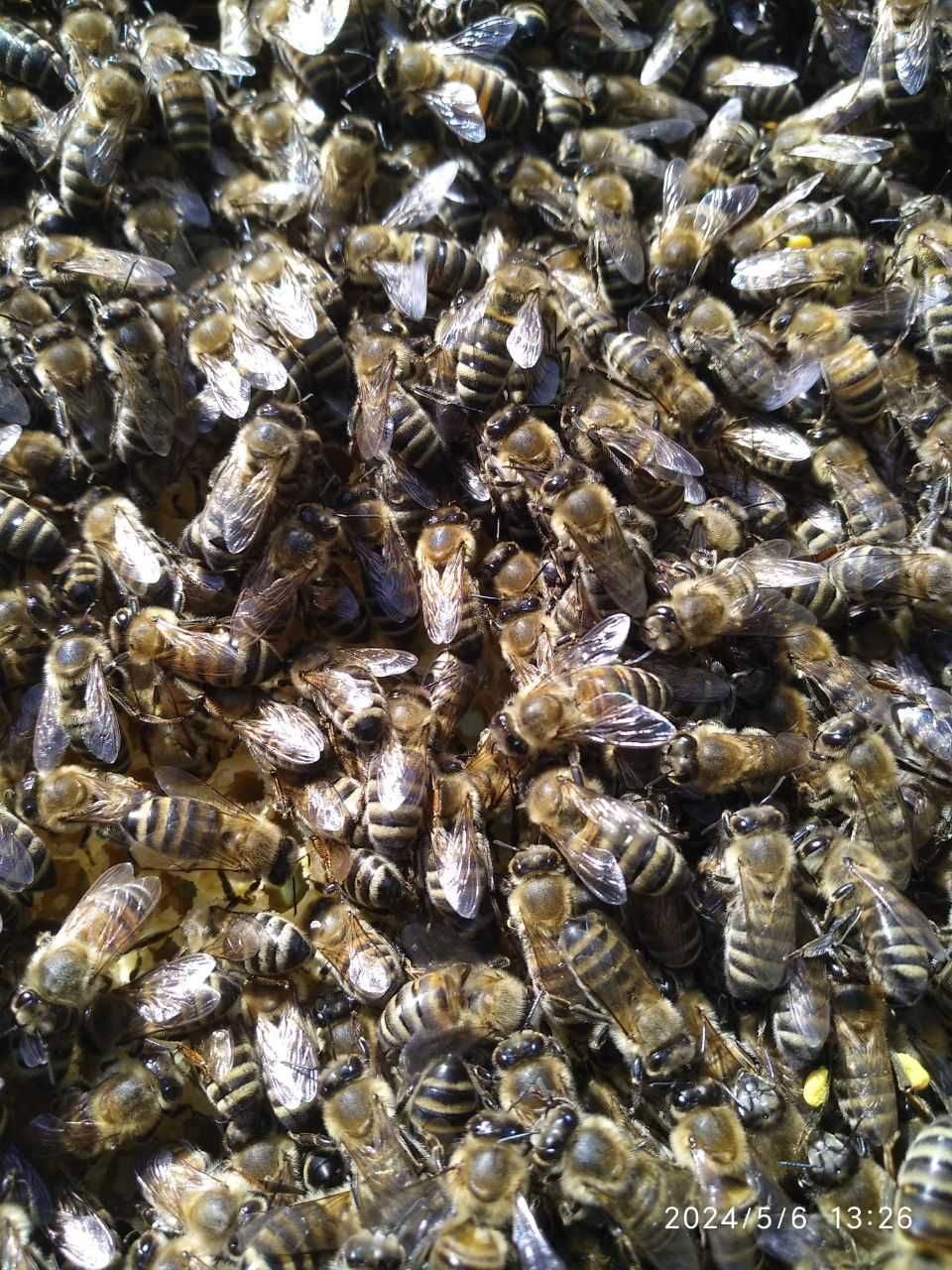 Бджолопакети"Карніка"