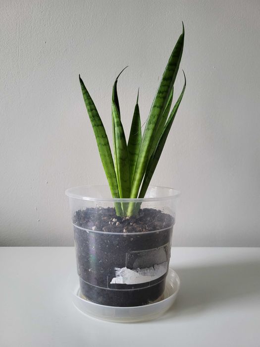 Sansevieria Comet Green Parrot    [nr 3]