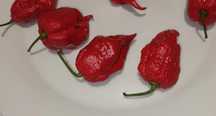 Sementes piripiri, Carolina Reaper
