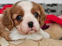 Cavalier king charles spaniel