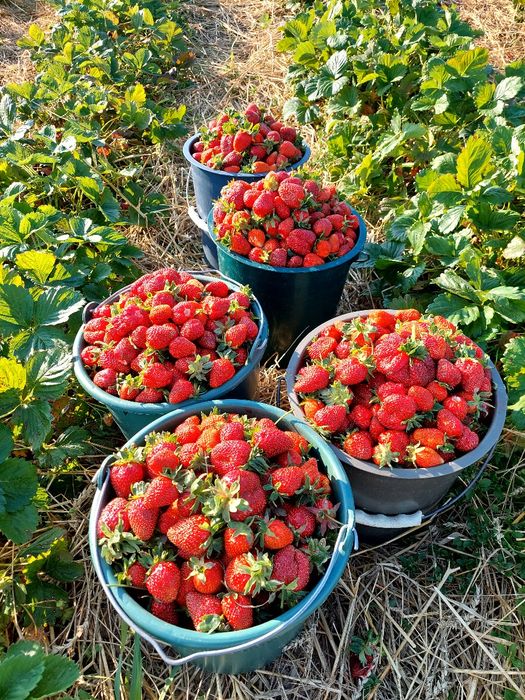 Полуниця Вікторія