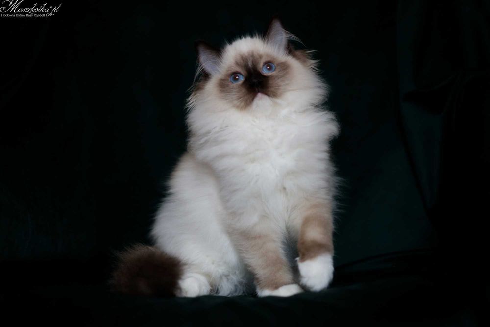 Ragdoll, super puchaty kocurek seal mitted z rodowodem FPL