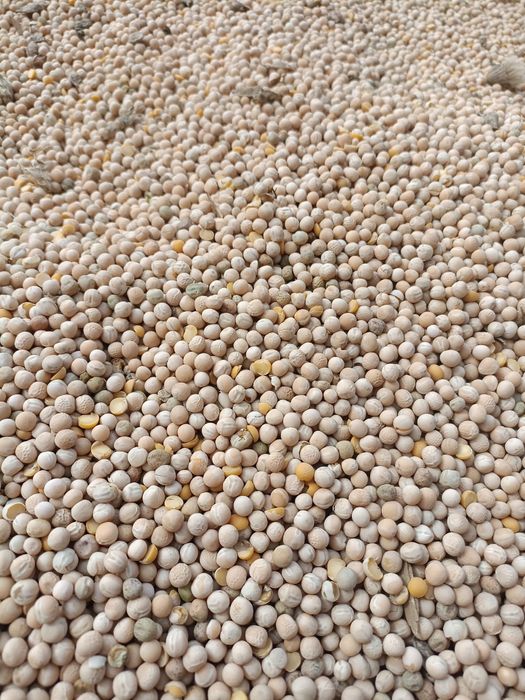 Groch siewny paszowy