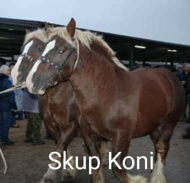 SKUP Bydła Koni Żywca !UBÓJ! Krowy,Krowa,Byk,Byków,Konie,Koń