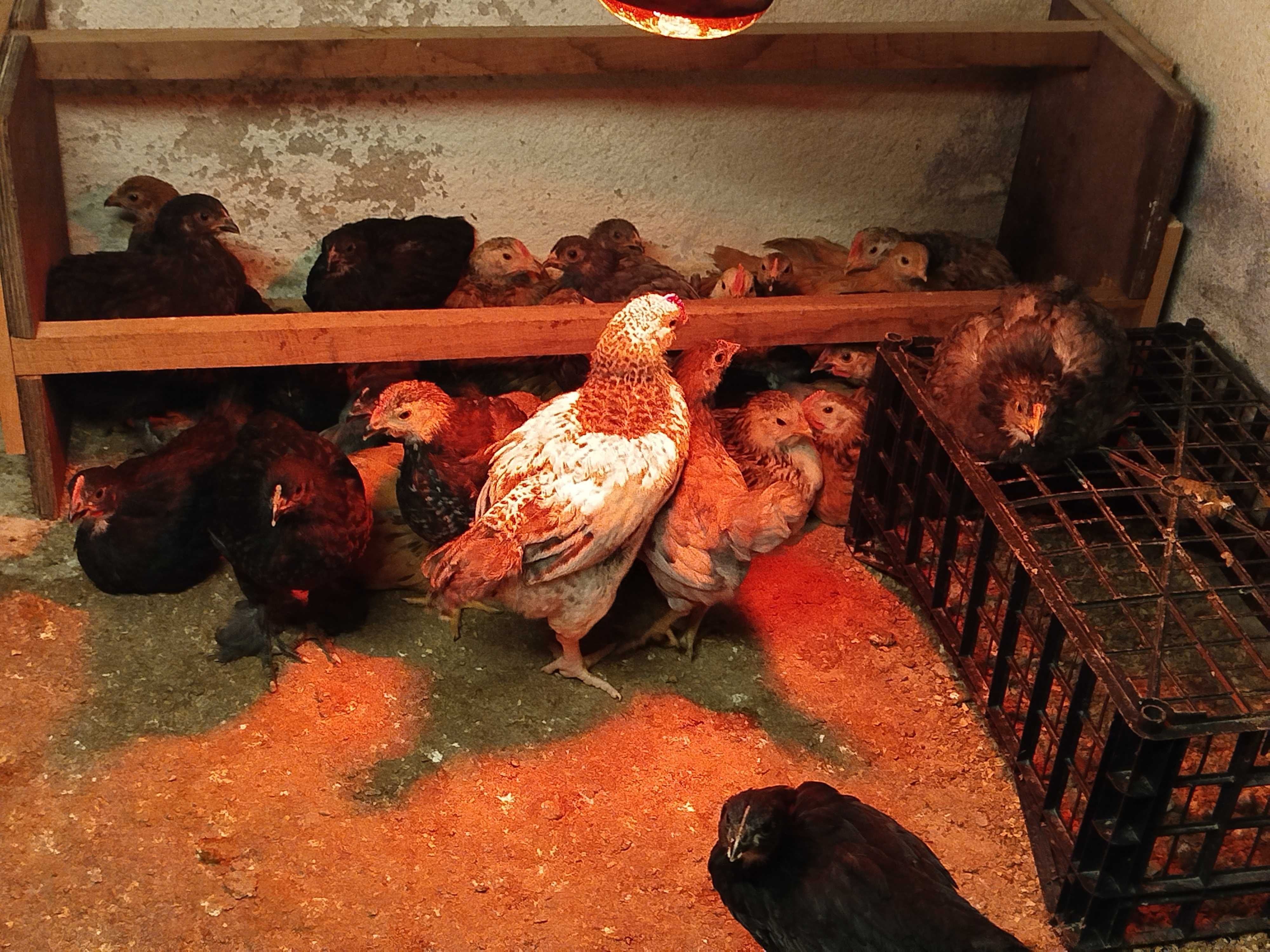 Ovos galados de Galinha e Fraca, Pintos  Frangos Galos Galinhas