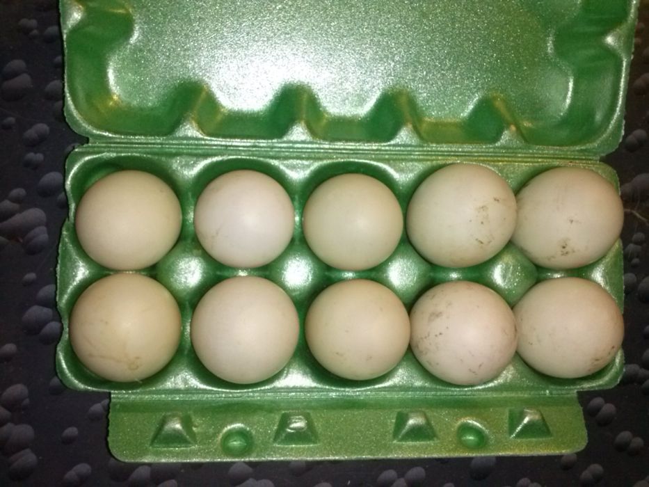 Jaja lęgowe - kaczki biegusy indyjskie