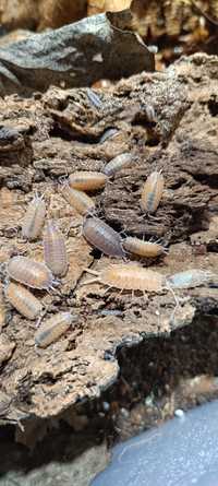 Porcellio nicklesi, równonogi, izopody