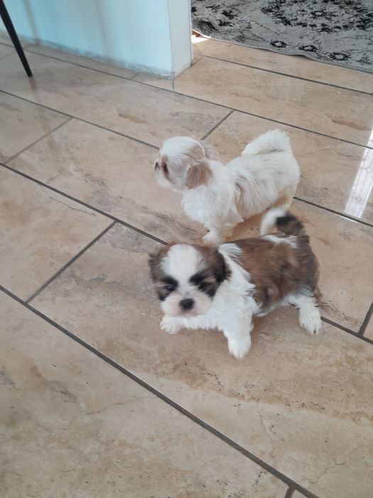 Śliczny piesek Shih Tzu