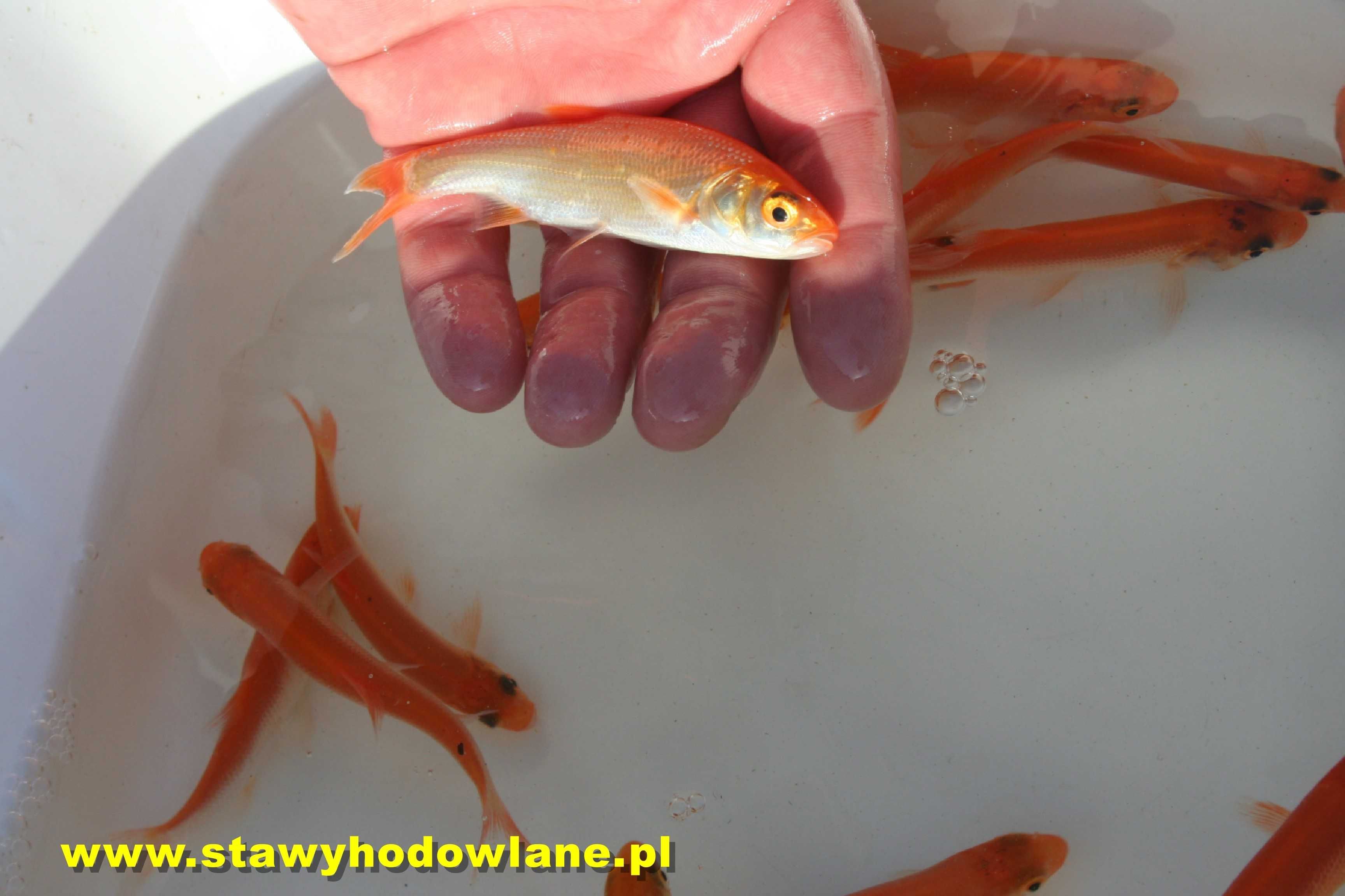 Lin Jesiotr Albinos Bieługa Ryby Pstrąg Karp Koi Tołpyga Amur- Wysyłka