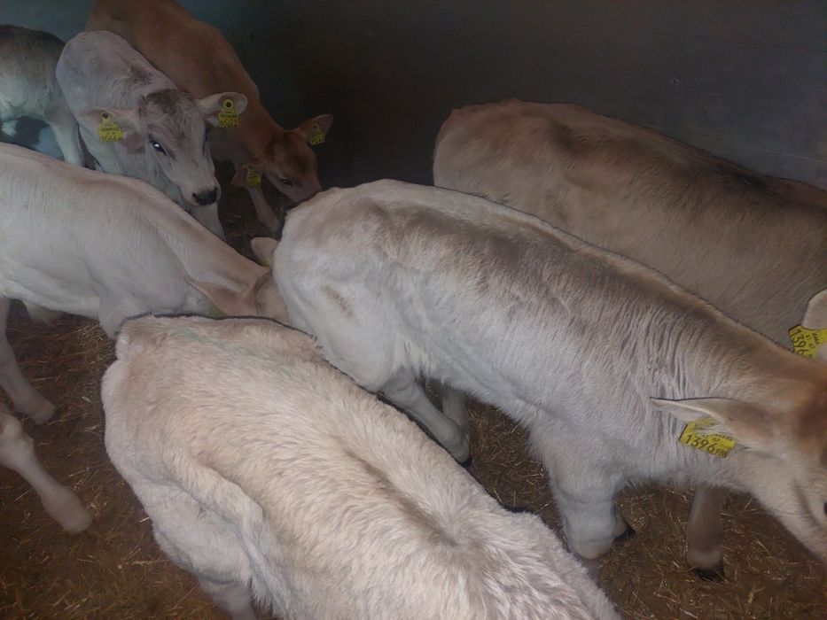 Mala wies cielaki mięsne byczki