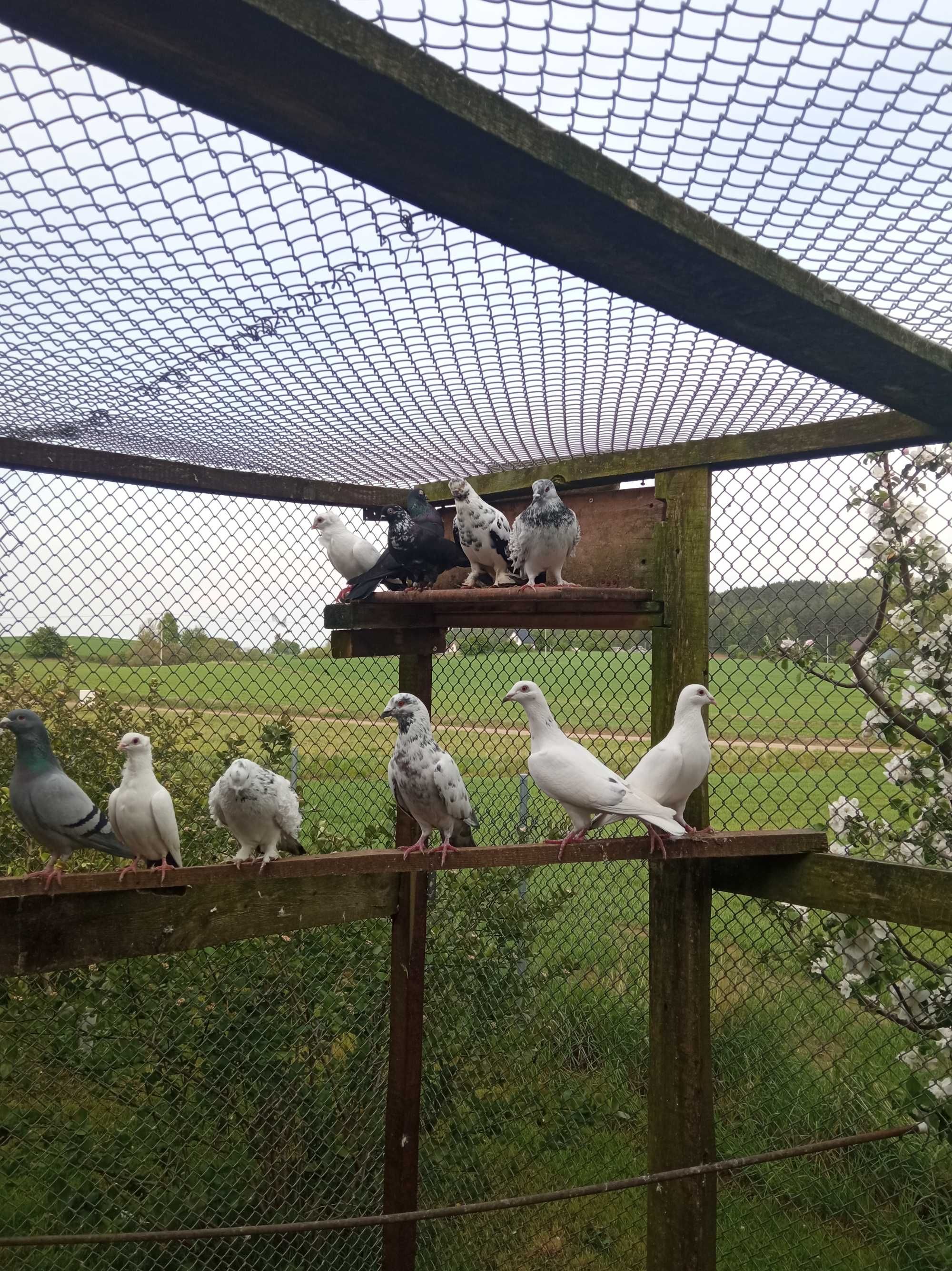 Sprzedam lub zamienię