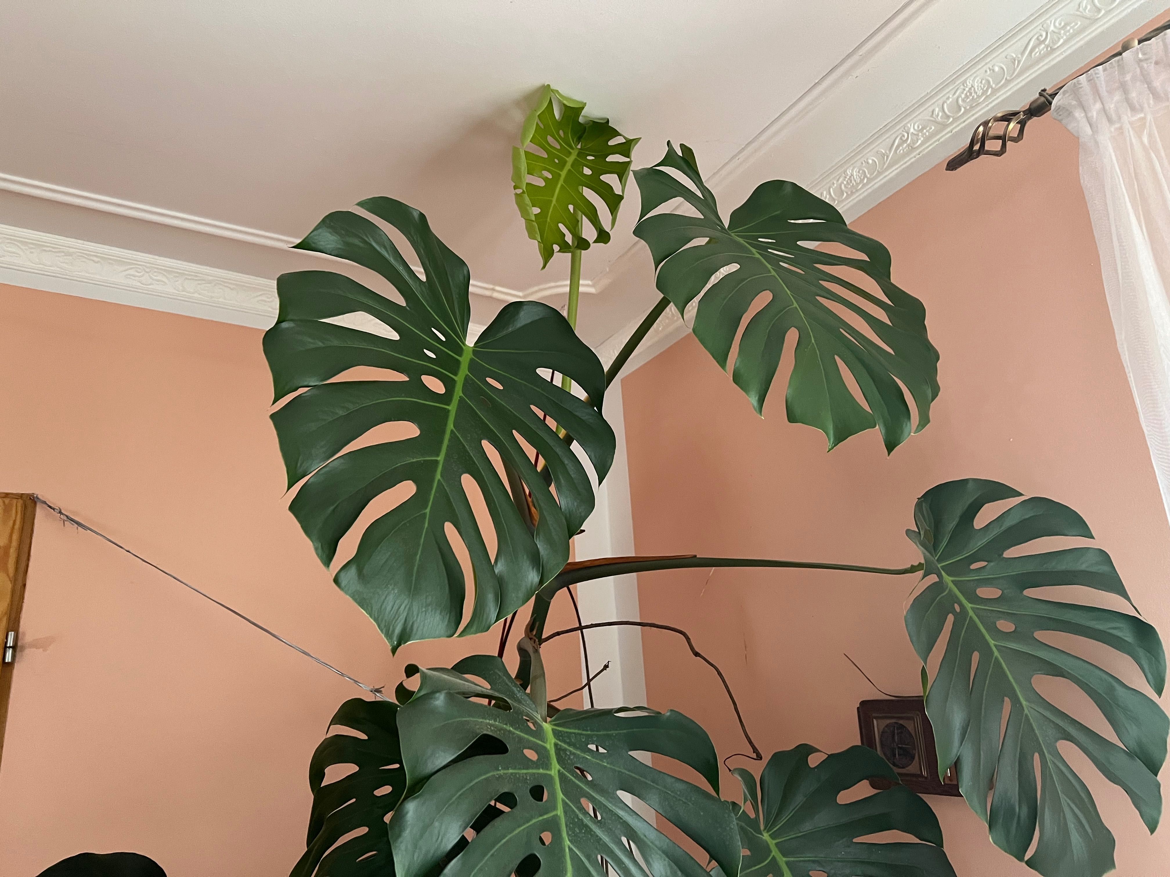 Piękny kwiat MONSTERA