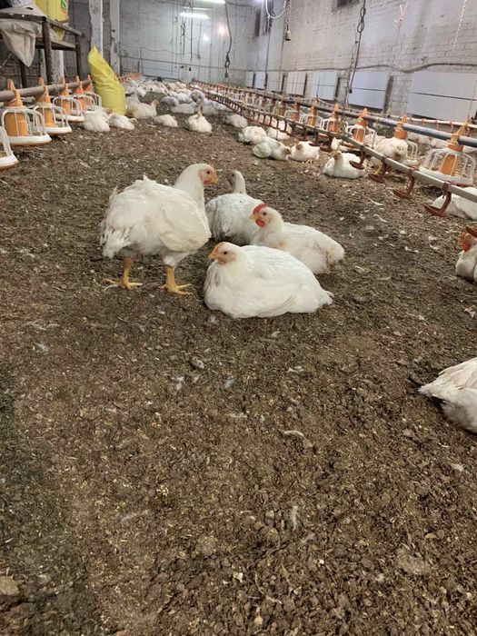Куры бройлеры живой вес . Опт цена 70гривен