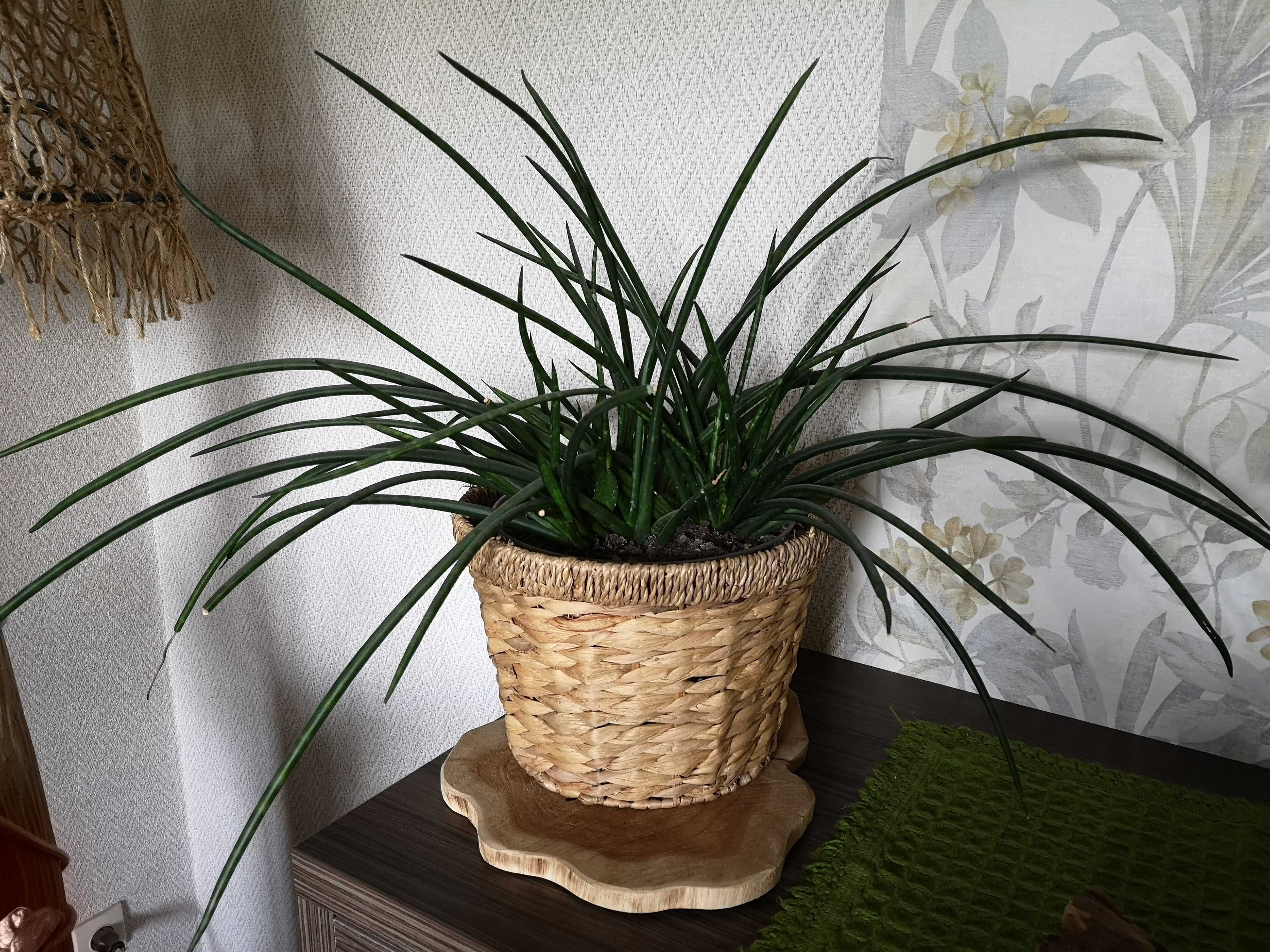 Kwiat Sensaviera cylindryczna, języki teściowej, wyjątkowa oryginalna