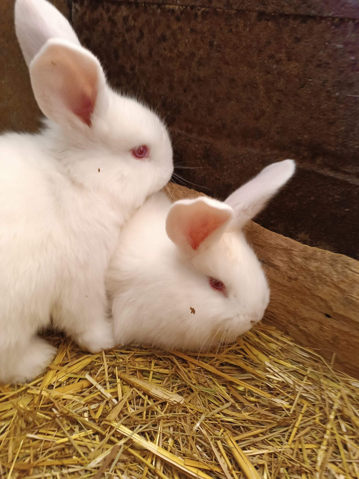 Продам молодняк кроликів