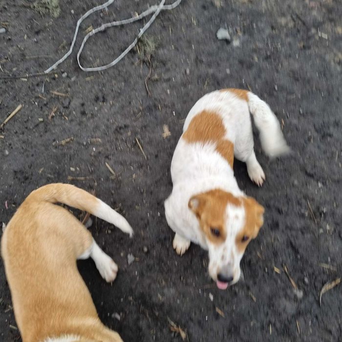 oddam pieski kundelki