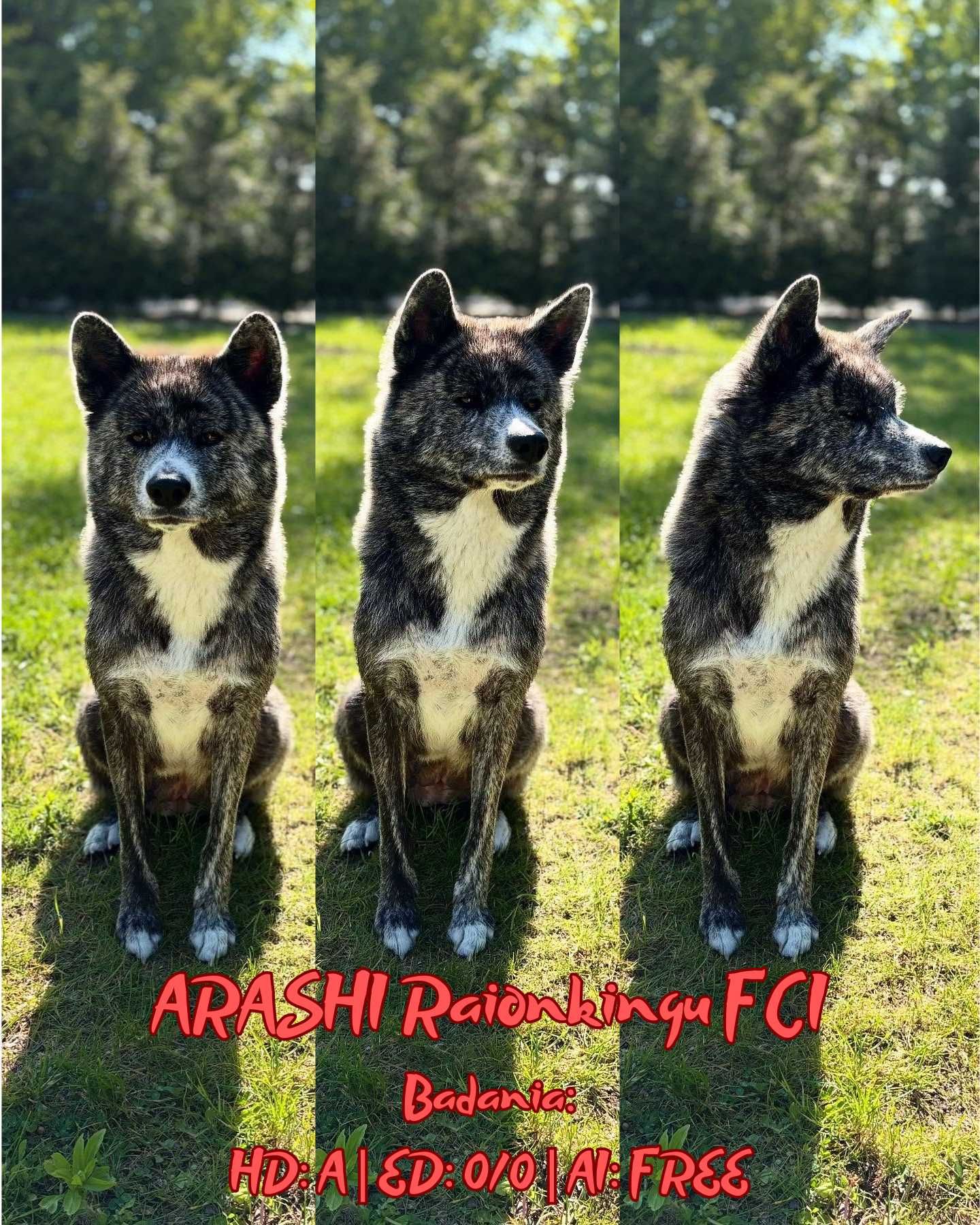 Atari- gotowy do odbioru szczeniak pręgowany piesek Akita Inu ZKwP FCI