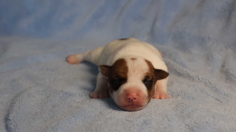 PIESEK Jack Russell Terrier  /BREFIO/badania genet./odbiór XII
