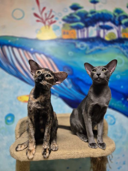 Орієнтальна дівчинка