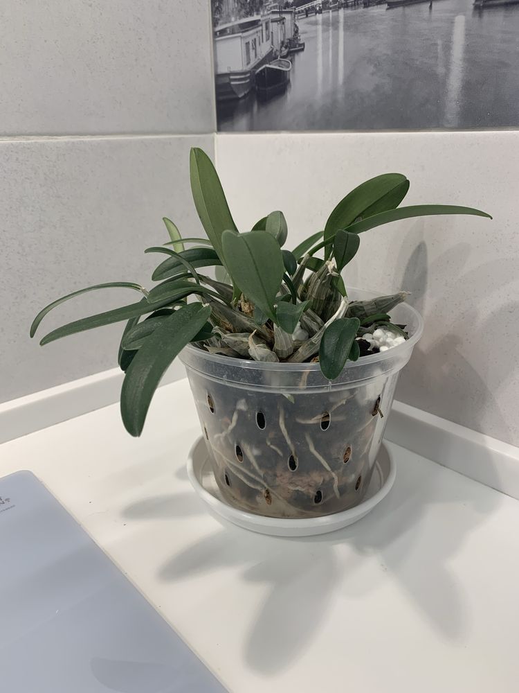 Орхідея Dendrobium Aggregatum x Jenkinsii доросла рослинка