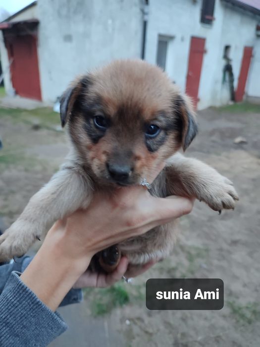 Szczeniak do adopcji