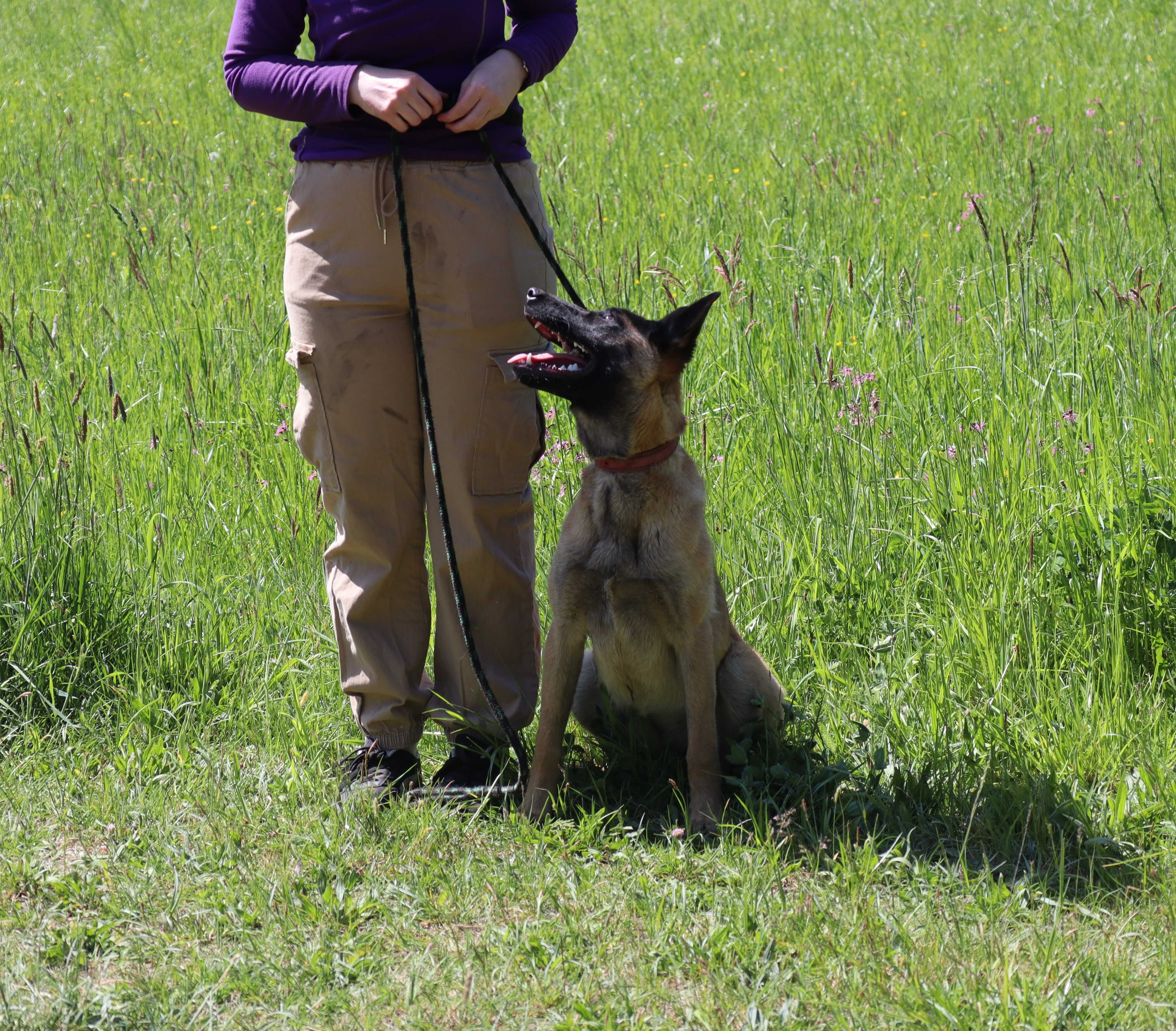 Owczarek belgijski malinois - suczka