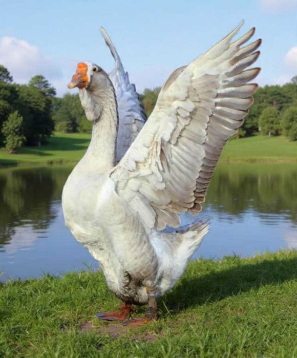 Gęsi Chołmogory młode