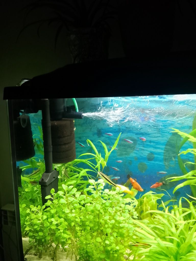Sprzedam akwarium 240l z obsada
