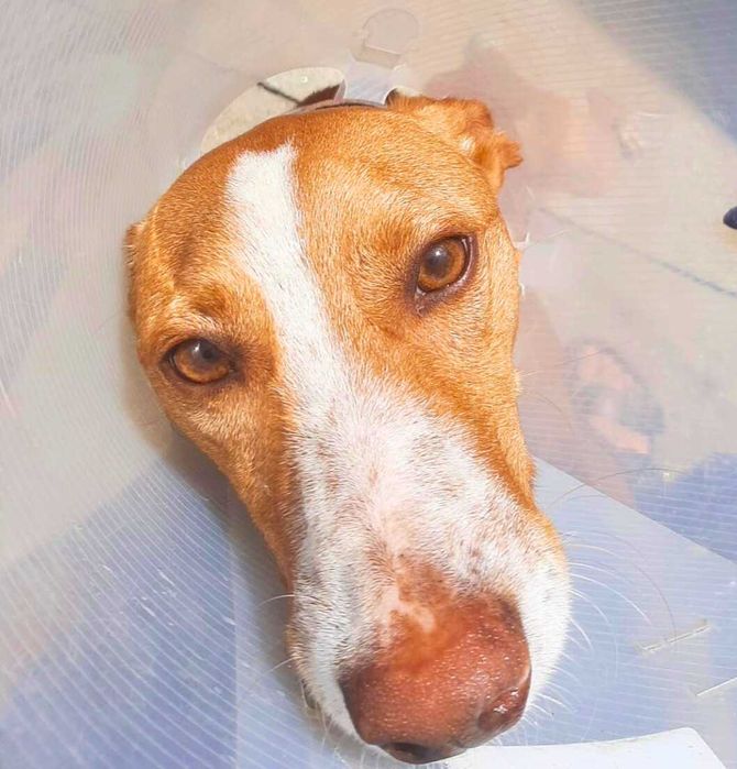 Cão podengo para adoção responsável