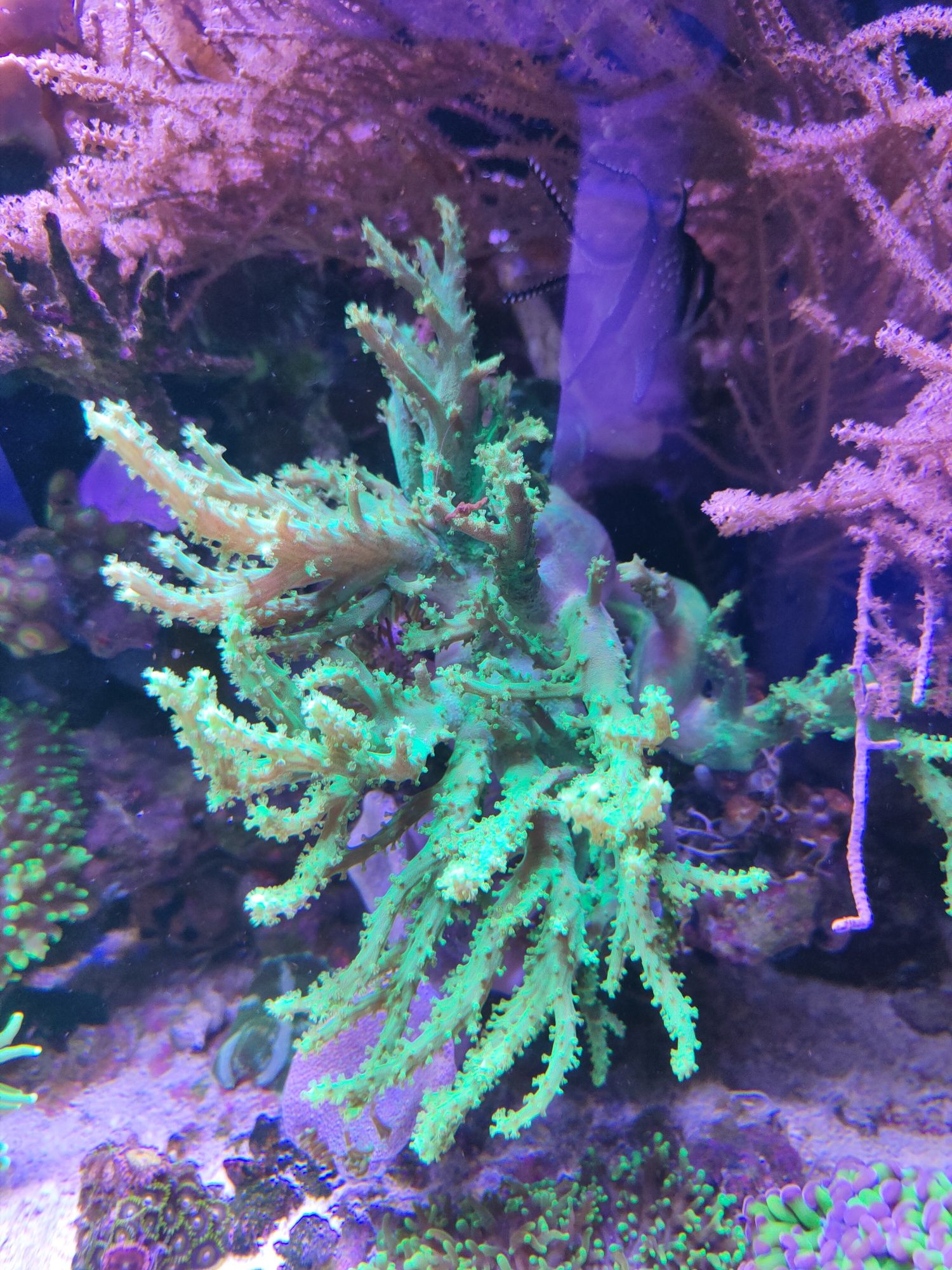 Koralowce miękkie, zoanthusy, ukwiał