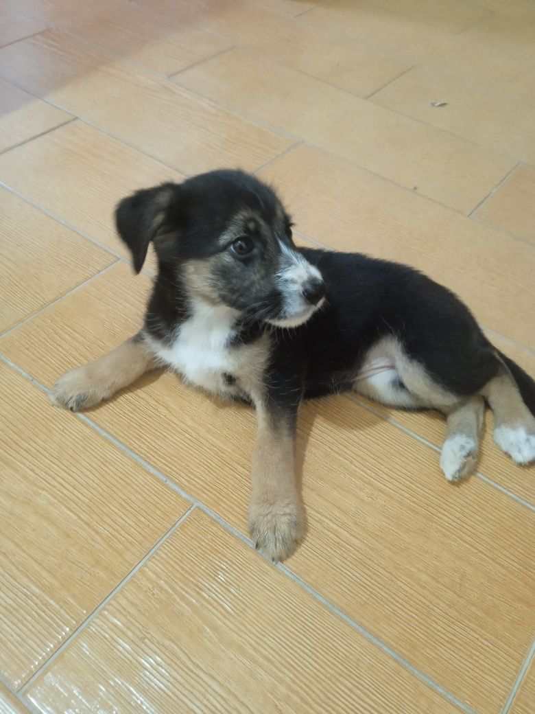 Dou cachorrinha fêmea