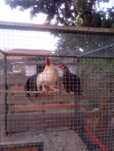 Casal Phoenix adulto