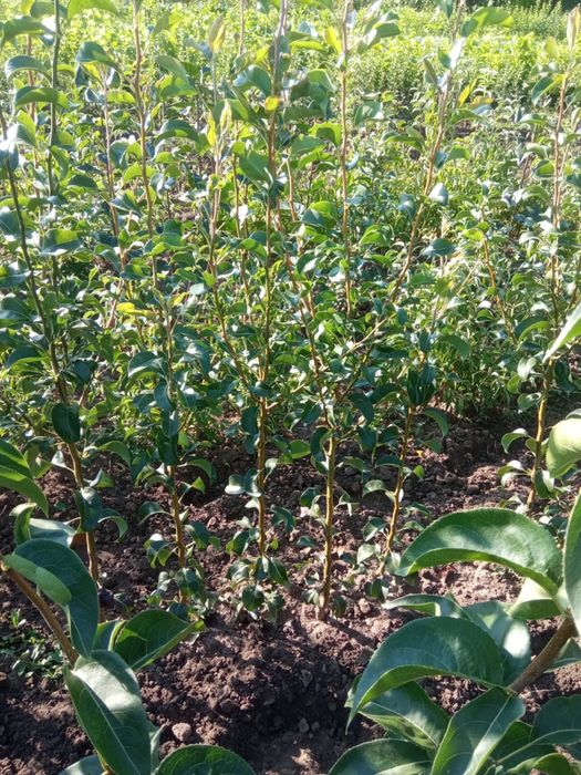 Продам саджанці плодових дерев ОПТ