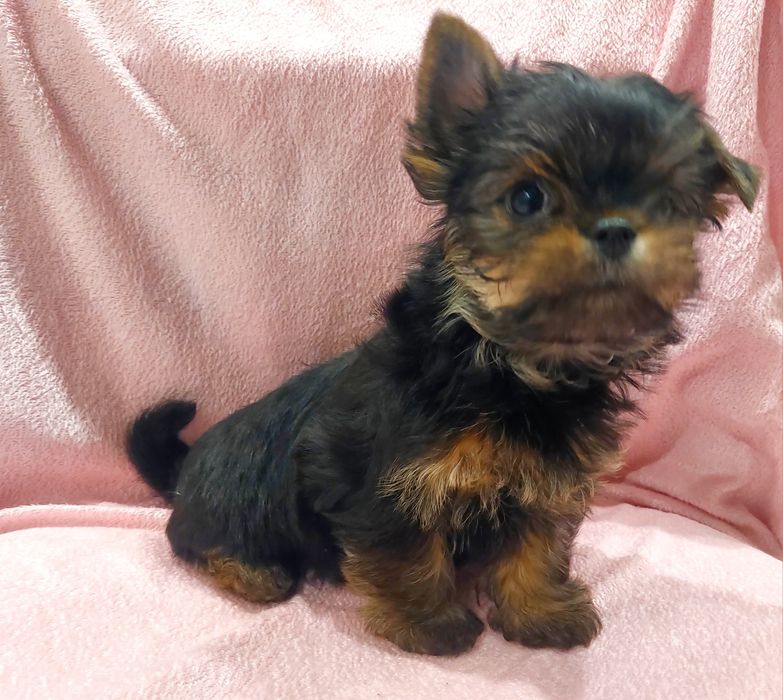 Йоркширський тер’єр