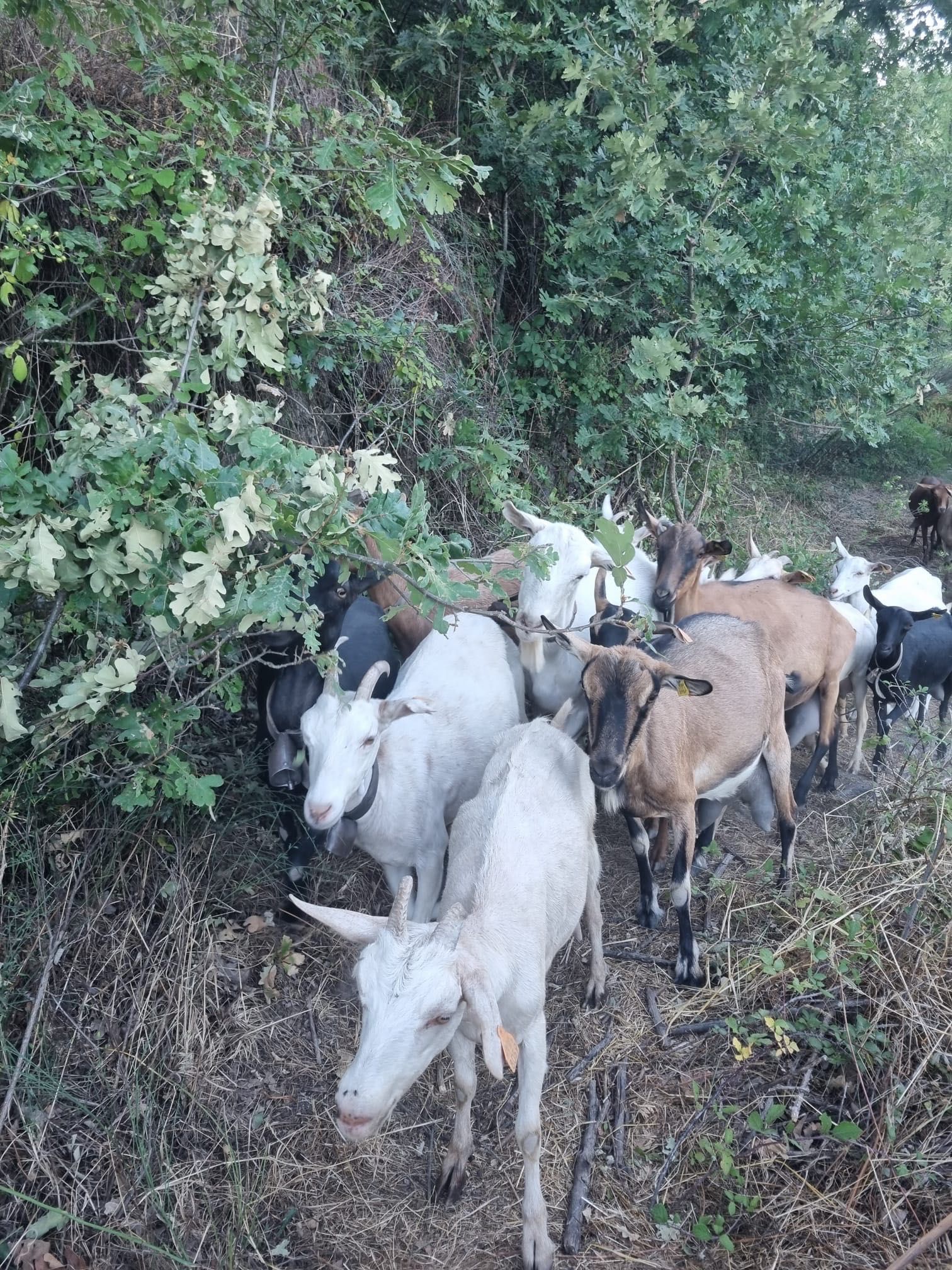 Venda de cabras alpinas e saanen