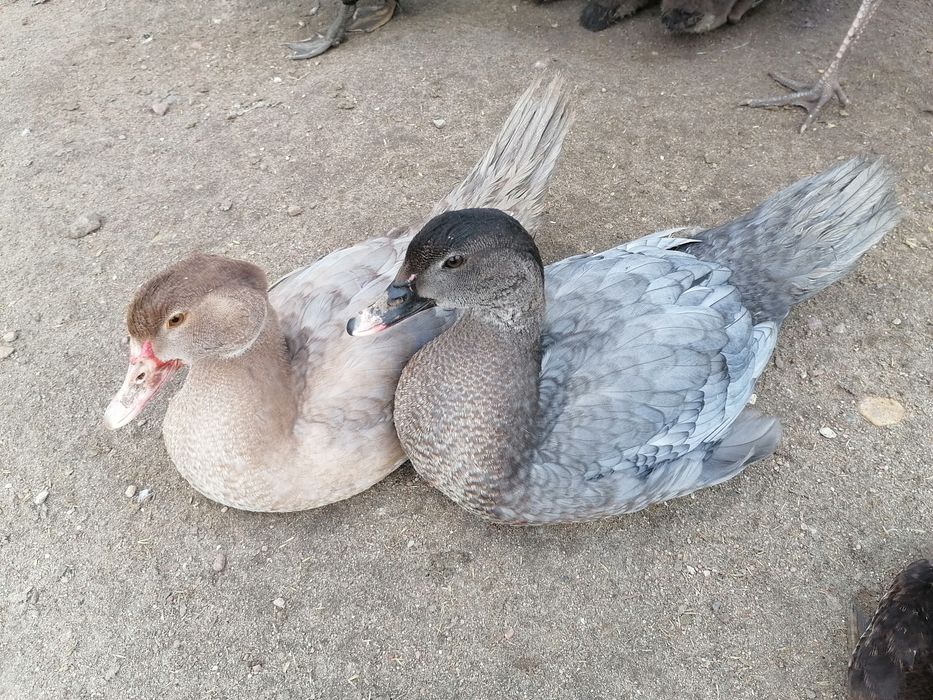 Kaczory kaczki piżmowe 2024