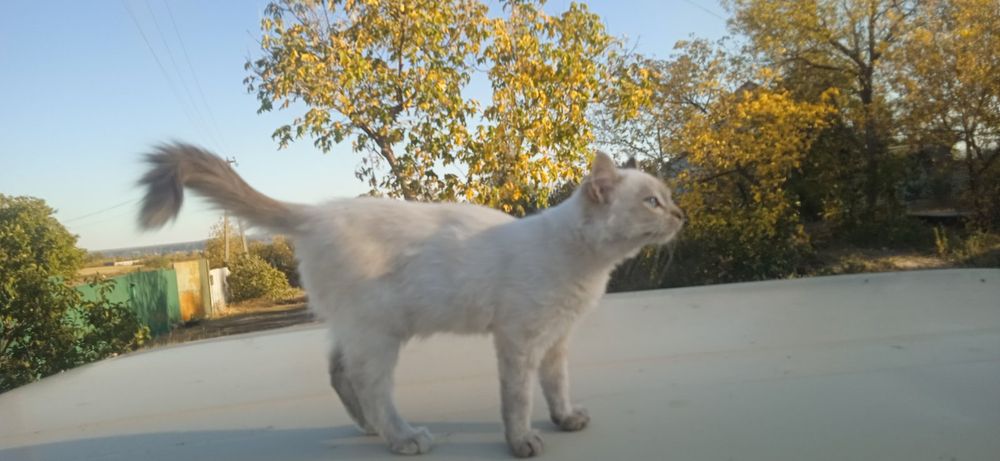 Отдам котенка бесплатно