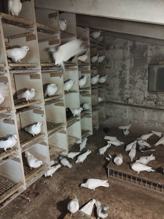 Gołębie Srebrniaki