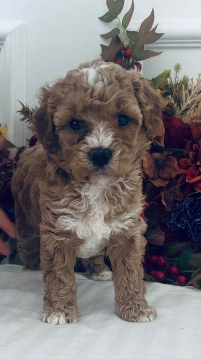 Urocze  Maltipoo