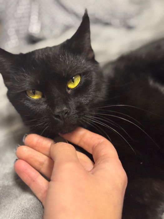 Котята Метис породи Бомбейських та Лі Хуа